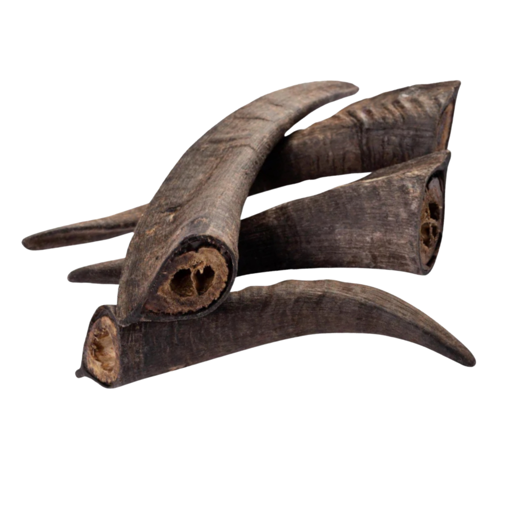 GOAT ANTLERS.