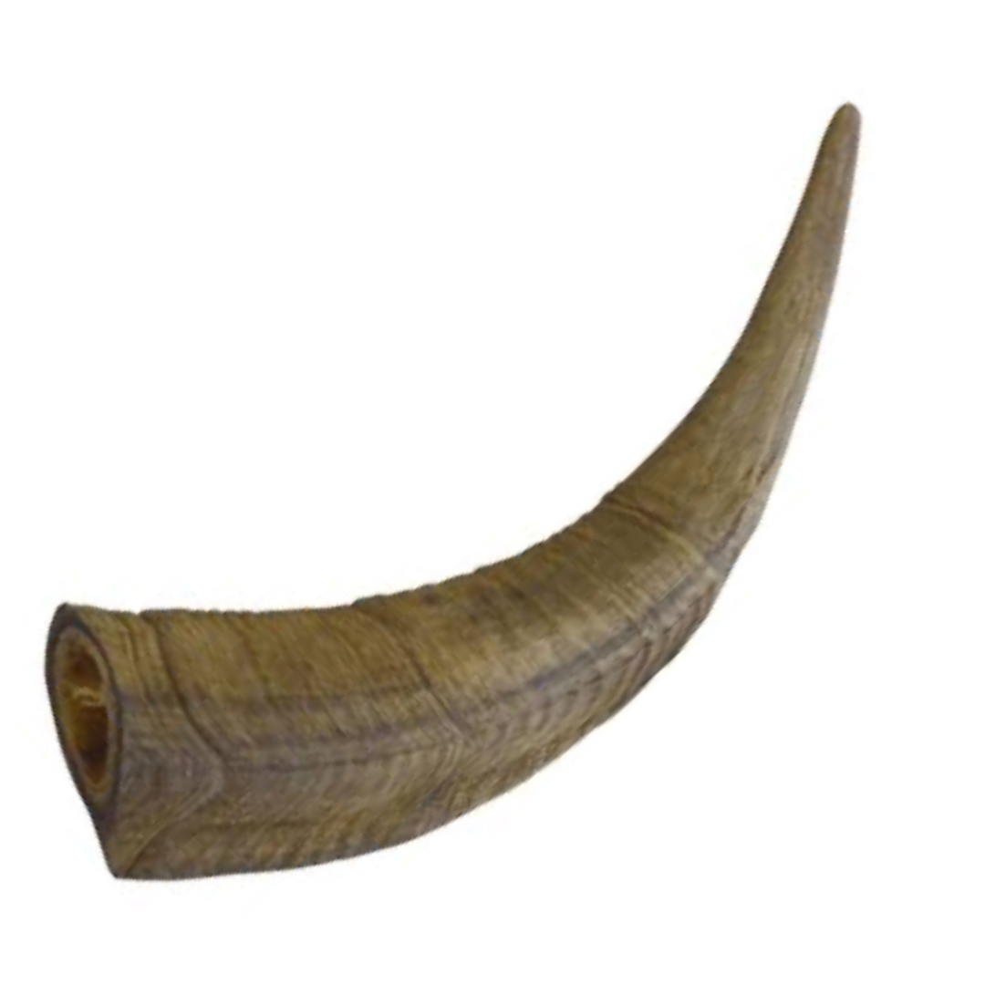 GOAT ANTLERS.
